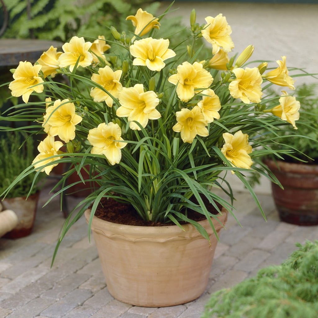 Van Zyverden Daylilies Re Blooming Stella De' Oro, 1 Plant Root, Yellow, Partial Sun, Perennial, Fragrant