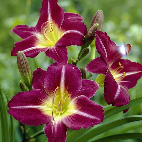 Van Zyverden Daylilies Reblooming Purple d' Oro 3 Plant Roots Purple Partial Sun Deer Resistant