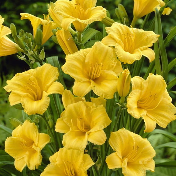 Van Zyverden Daylilies Reblooming Stella de' Oro Set of 5 Plant Roots Yellow Partial Sun Repeat Flowering