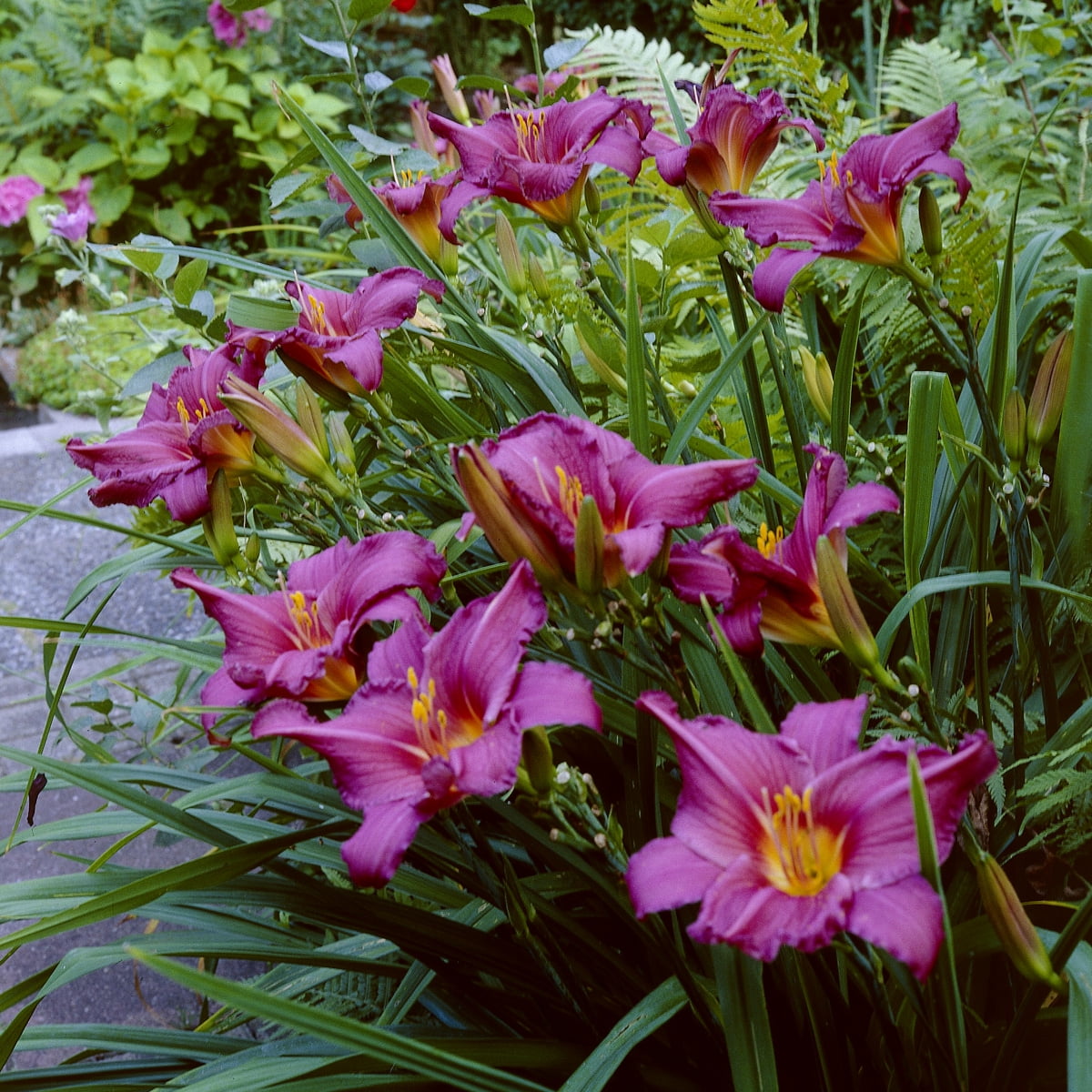 Van Zyverden Daylilies Summer Wine Set of 5 Roots Purple Partial Sun Perennial Pollinator