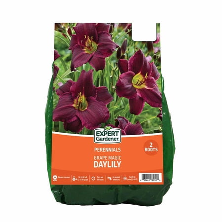 Expert Gardener Daylily Grape Magic (Set of 2 Dormant Bare Roots) Partial Sun, Purple, Perennial