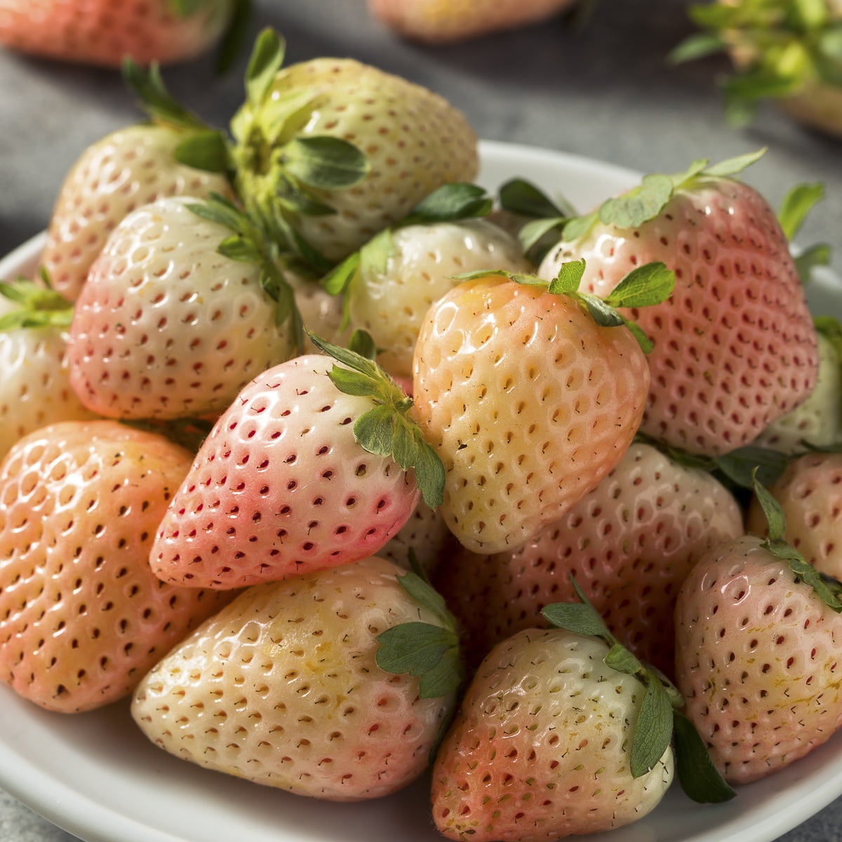 Van Zyverden Dayneutral Strawberries Flamingo Set of 20 Plant
