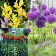 thumbnail image 1 of Van Zyverden Deer, Rodent and Squirrel Resistant Garden 25 Bulbs Multicolor Part Sun, 1 of 6