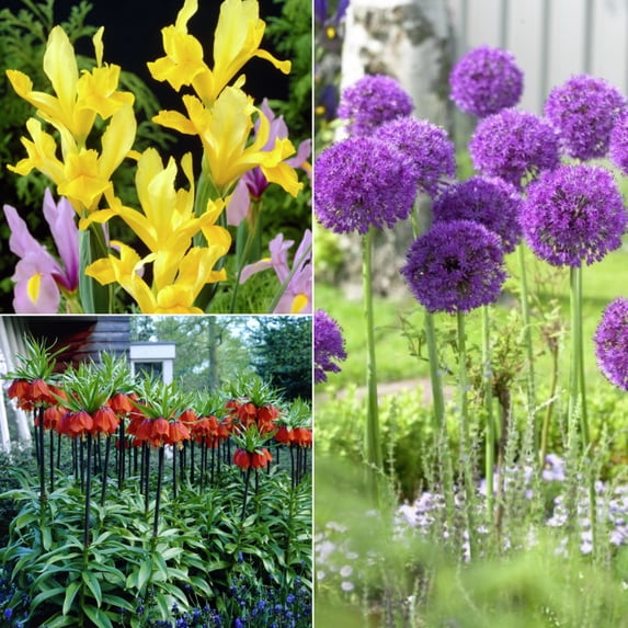 Van Zyverden Deer, Rodent and Squirrel Resistant Garden 25 Bulbs Multicolor Part Sun