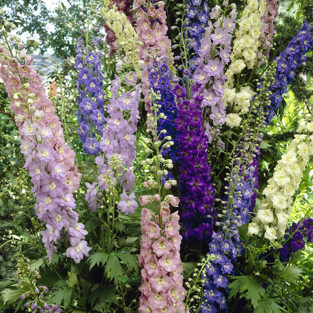 Van Zyverden Delphinium Giant Cottage Style Mixed 5 Plant Roots Multicolor Partial Sun Fragrant 1 lb