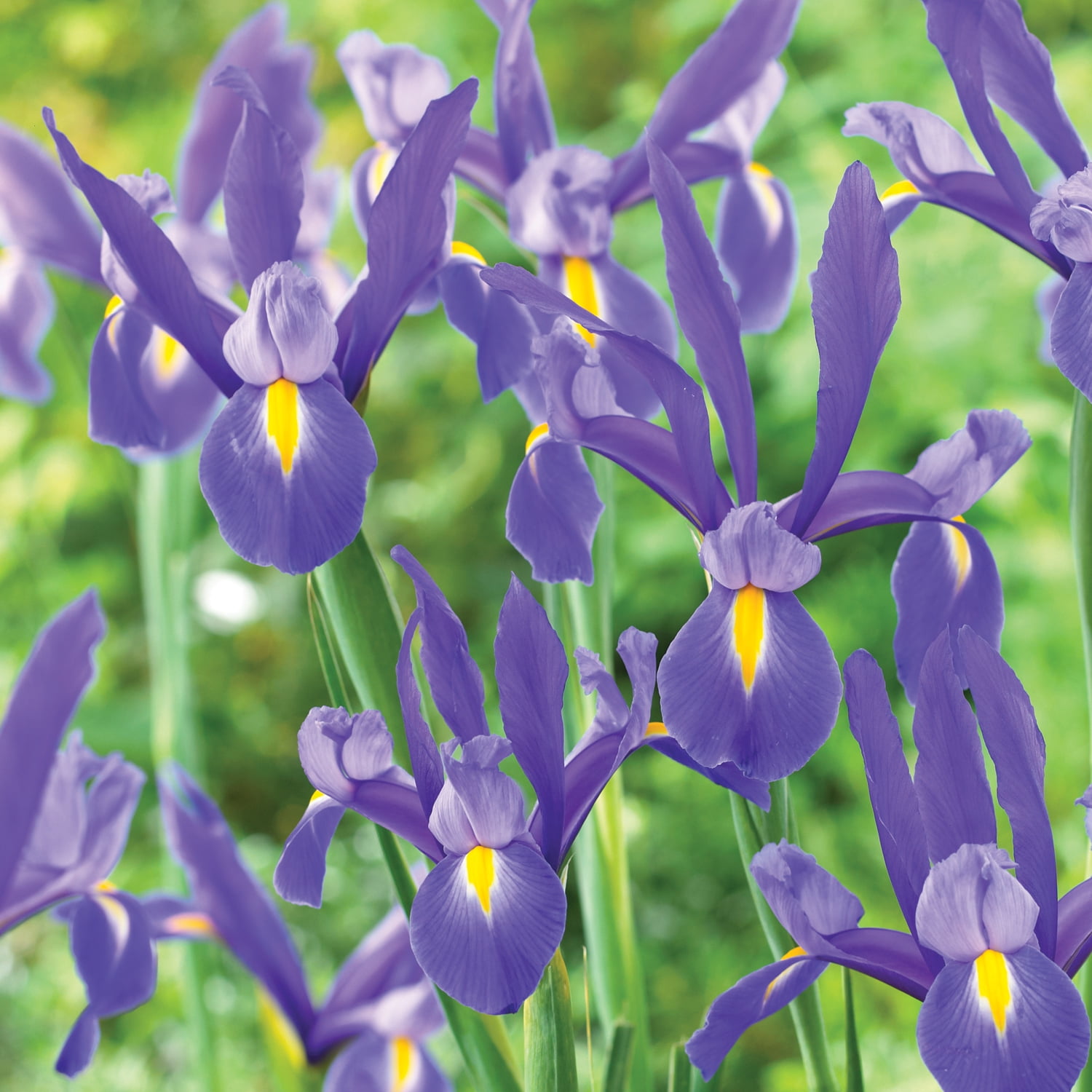 Van Zyverden Dutch Iris Blue Ribbon Set of 25 Bulbs Blue Partial Sun ...