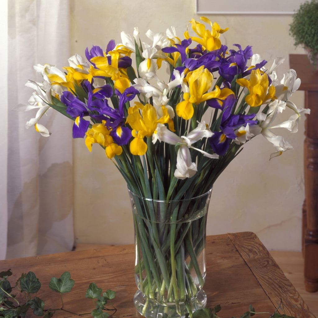 Van Zyverden Dutch Iris Mixed Mammoth Bulbs Set of 25 Bulbs Mixed Part Sun