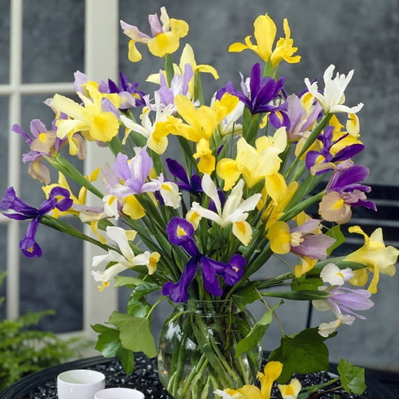 Van Zyverden Dutch Iris Mixed, Set of 25 Bulbs Mixed Part Sun