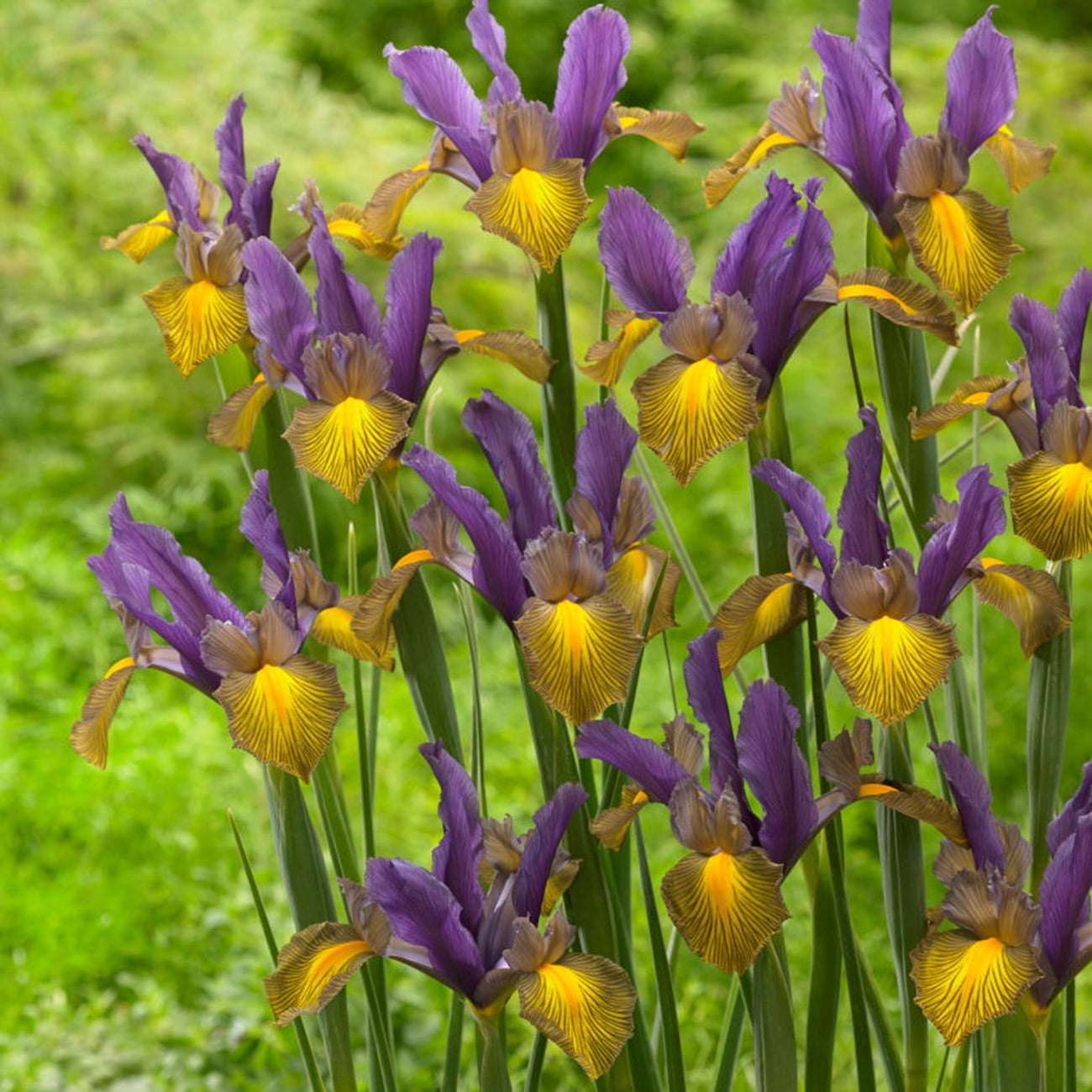 Van Zyverden Dutch Iris Picasso Set of 25 Bulbs Multicolor Partial Sun Perennial Deer Resistant 2 lbs