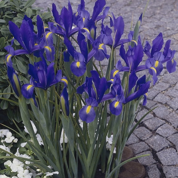 Van Zyverden Dutch Iris Sapphire Beauty Set of 25 Bulbs Blue Partial Sun Perennial Deer Resistant 1 lb