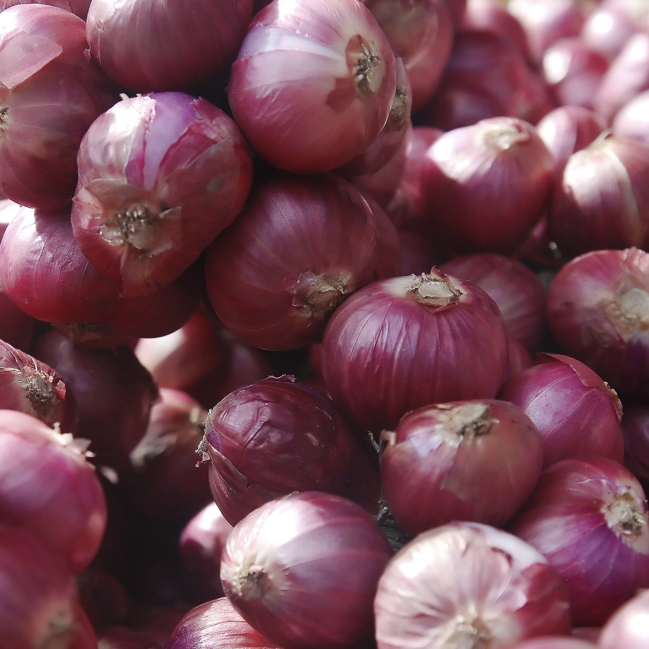 Van Zyverden Dutch Shallots Red Set of 25 Bulbs, White, Full Sun , Perennial