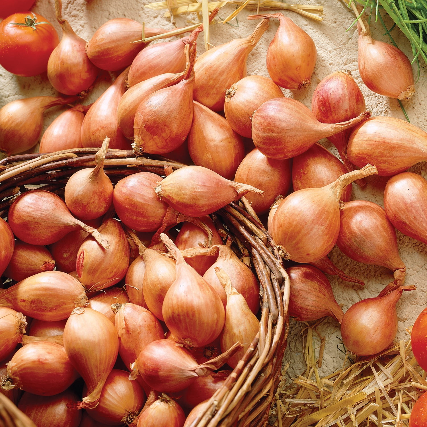 Van Zyverden Dutch Shallots Yellow Set of 25 Bulbs, White, Full Sun , Perennial