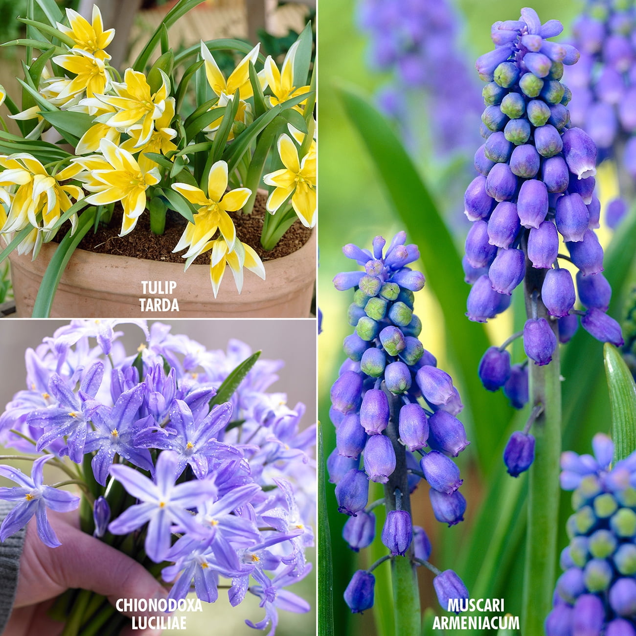 Van Zyverden Early Spring Bulb Garden Set of 75 Bulbs Mixed Partial Sun Perennial Easy to Grow 2 lbs