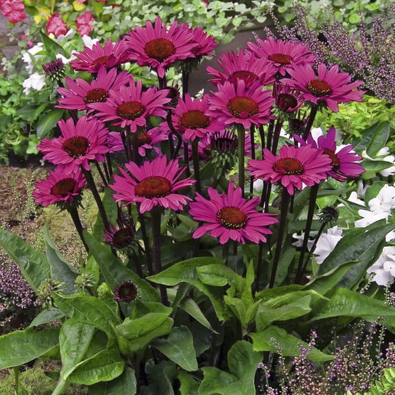 Van Zyverden Echinacea Fatal Attraction Set of 3 Plant Roots Purple Partial Sun Pollinator 1 lb