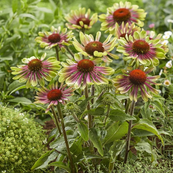 Van Zyverden Echinacea Green Twister Set of 3 Plant Roots Green Full Sun Deer Resistant 1 lb