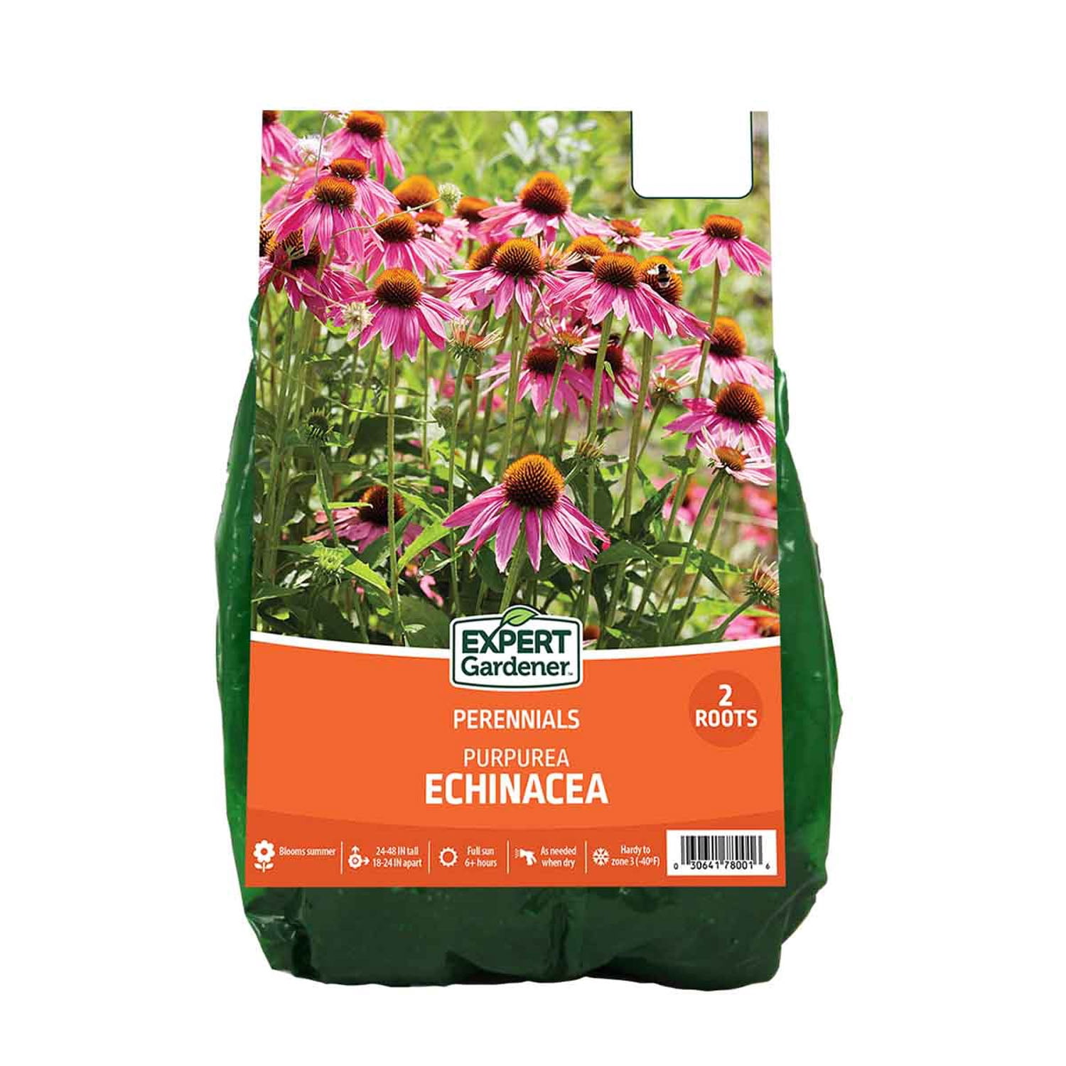 Van-Zyverden-Echinacea-