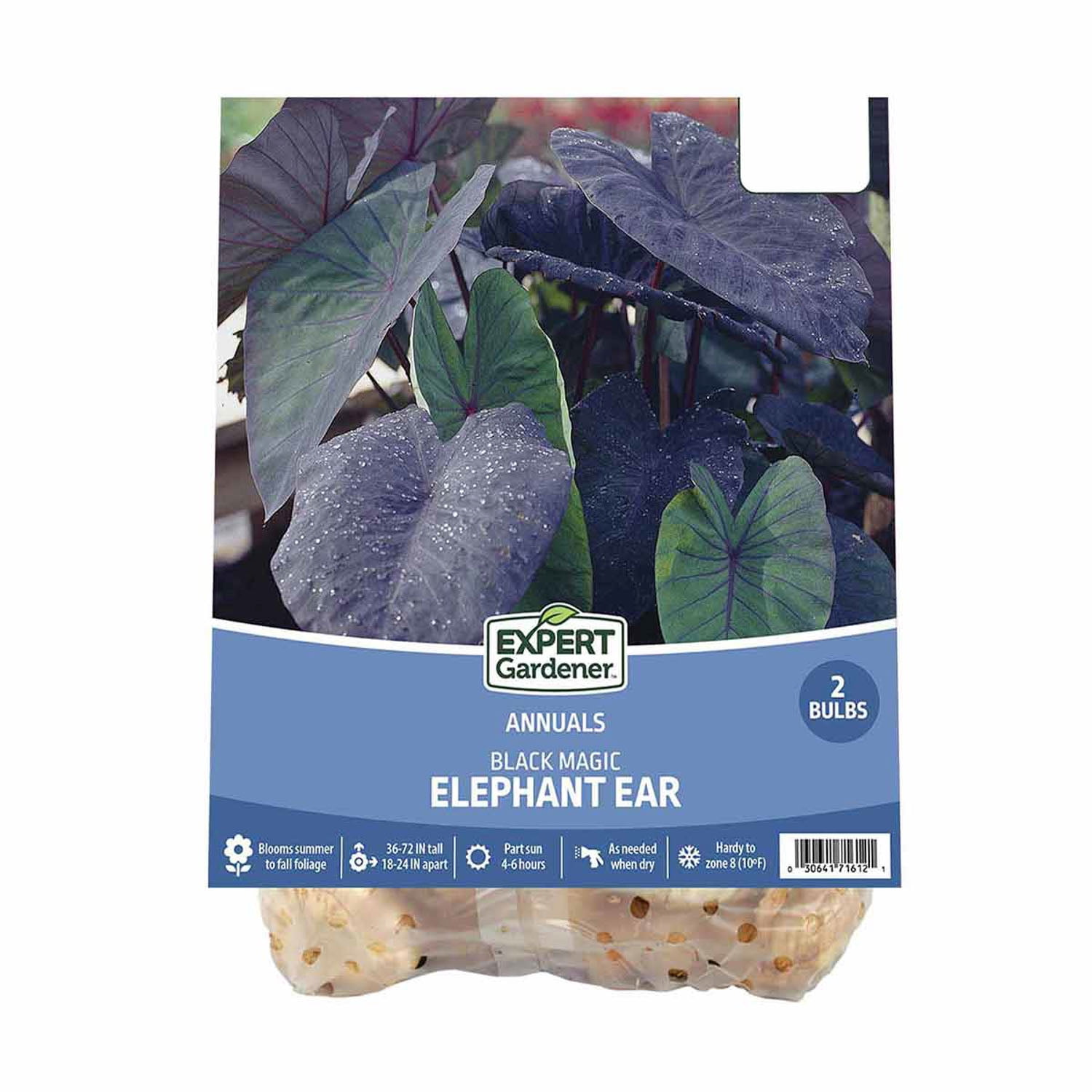 Expert Gardener Elephant Ear Black Magic Dormant Bulbs Set of 2 for Partial Sun