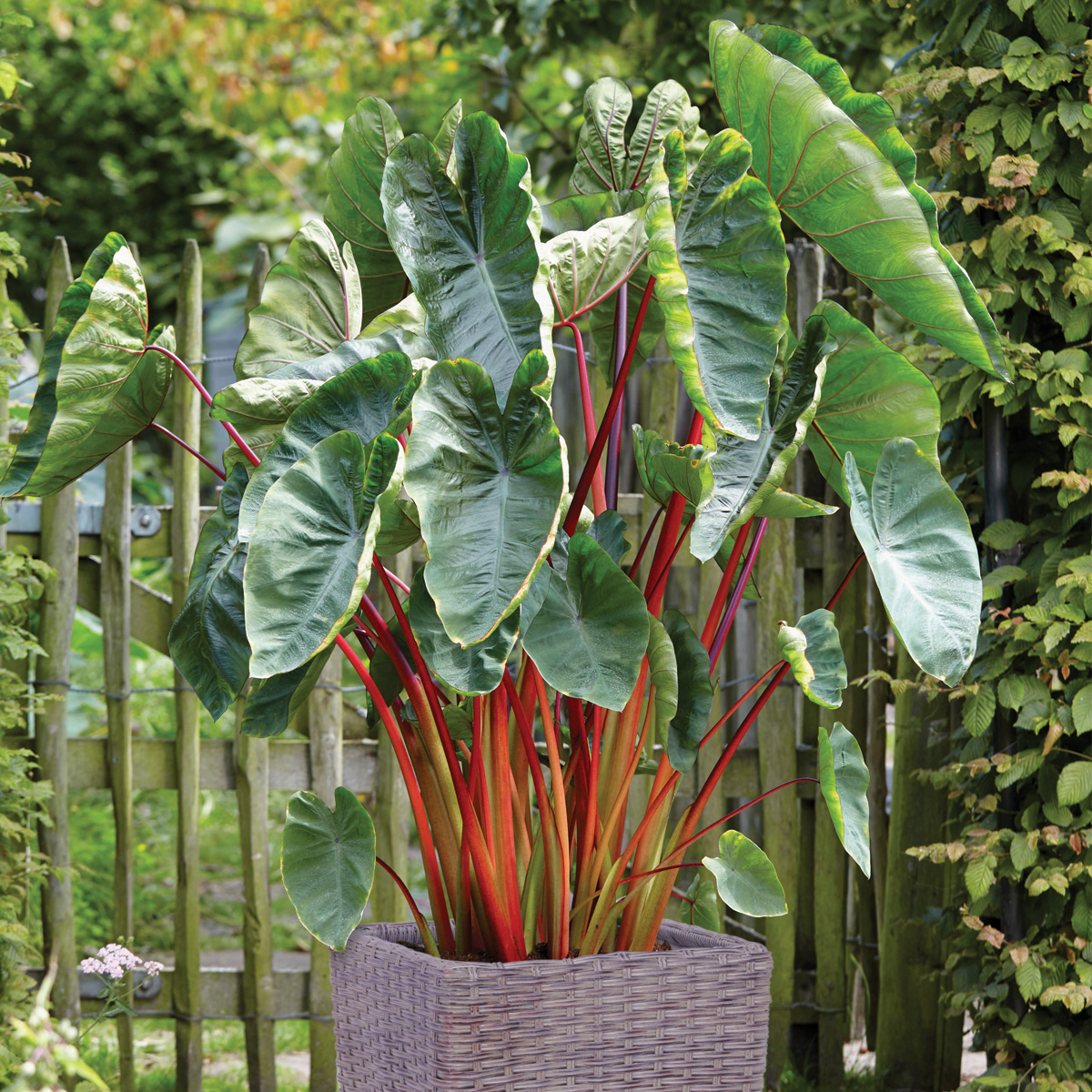 Van Zyverden Elephant Ear Hawaiian Punch Patio Kit with Decorative Rattan Planter, Planting Medium and 1 Root Green Partial Sun Perennial Deer Resistant 8 lbs