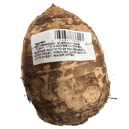 Van Zyverden Elephant Ear Jumbo Dormant Bulbs, Partial Sun, Green (Annual)