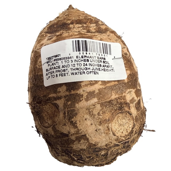 Van Zyverden Elephant Ear Jumbo Dormant Bulbs, Partial Sun, Green (Annual)