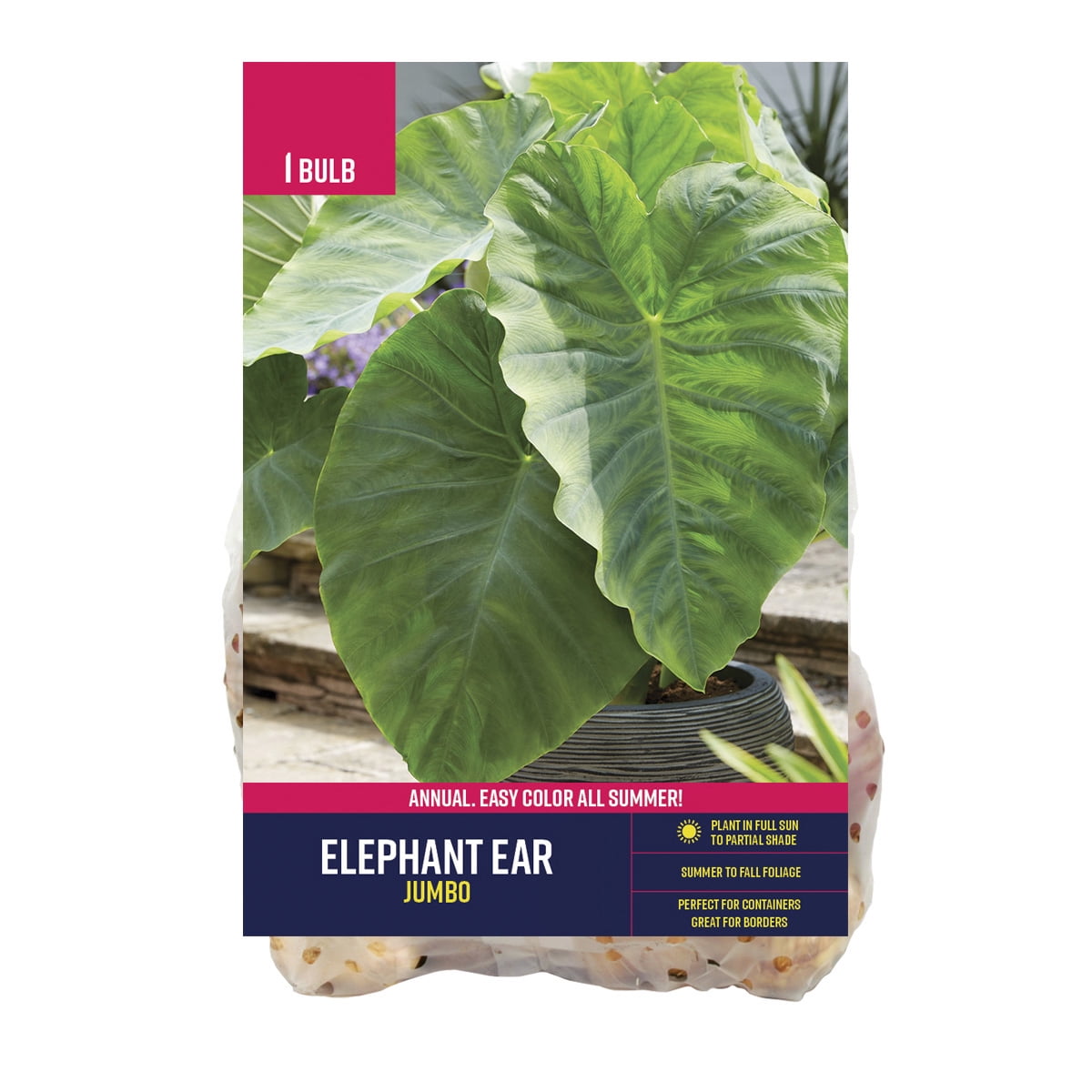 Van Zyverden Elephant Ear Jumbo (Bulk Dormant Bulbs) Partial Sun, Green, Annual