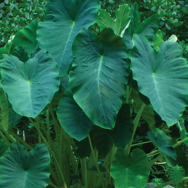 Van Zyverden Elephant Ear Jumbo Dormant Bulb Partial Sun; 36hrs Green