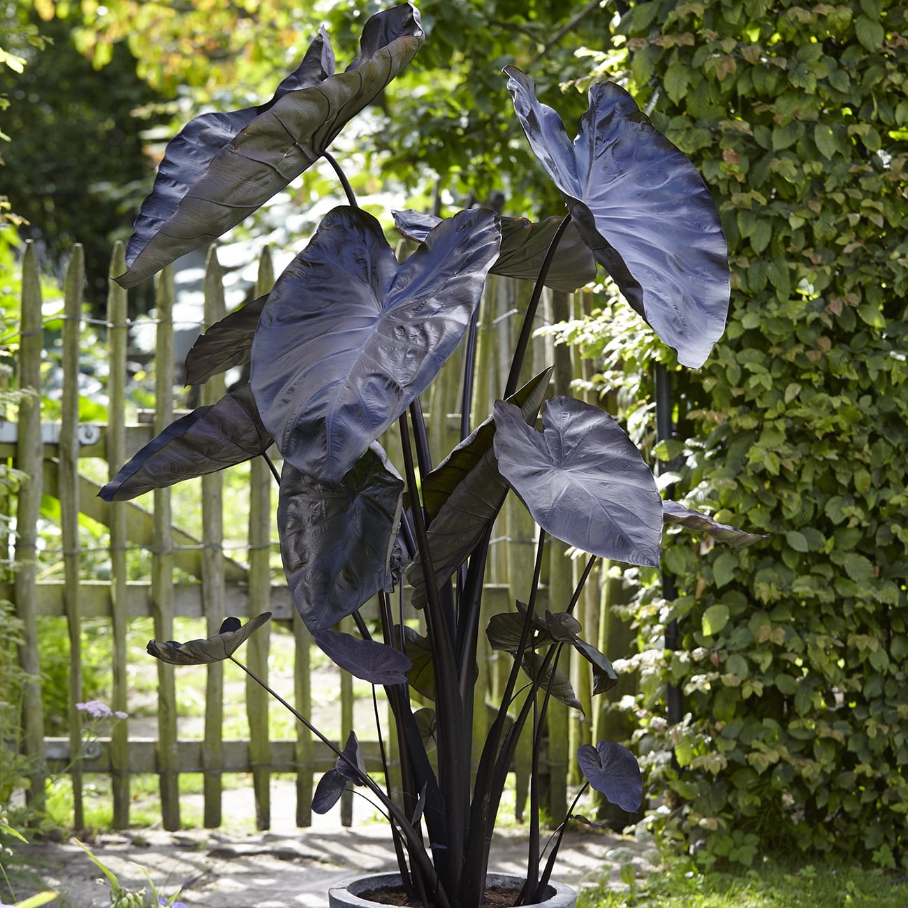 Van Zyverden Elephant Ears Black Coral Set of 1 Bulb Green Partial Sun Easy to Grow 1 lb