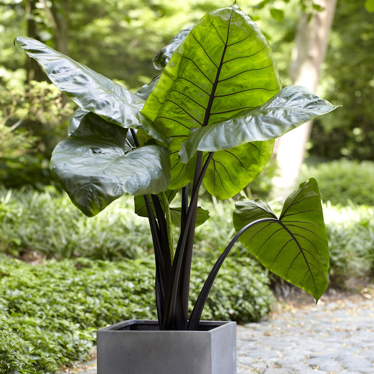 Van Zyverden Elephant Ears Black Stem Upright Set of 1 Bulb Green Partial Sun Easy to Grow 1 lb