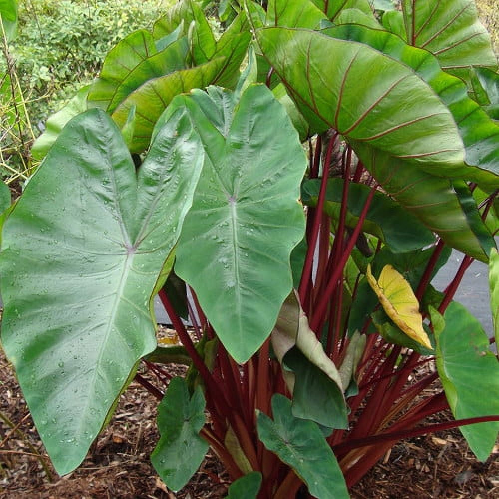 Van Zyverden Elephant Ears Hawaiian Punch 1 Bulb Green Partial Sun Perennial Easy to Grow 1 lb