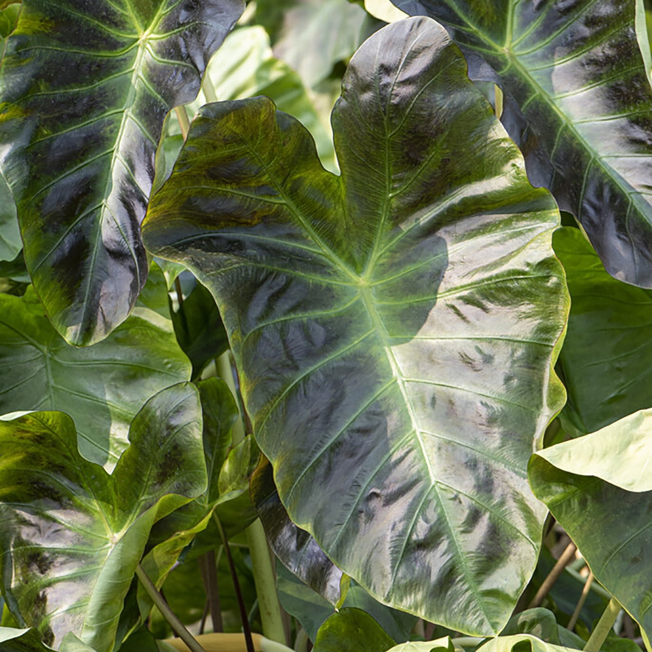 Van Zyverden Elephant Ears Royal Hawaiian® Aloha, 1 Bulb, Green, Partial Sun, Perennial, Deer Resistant, 1lb