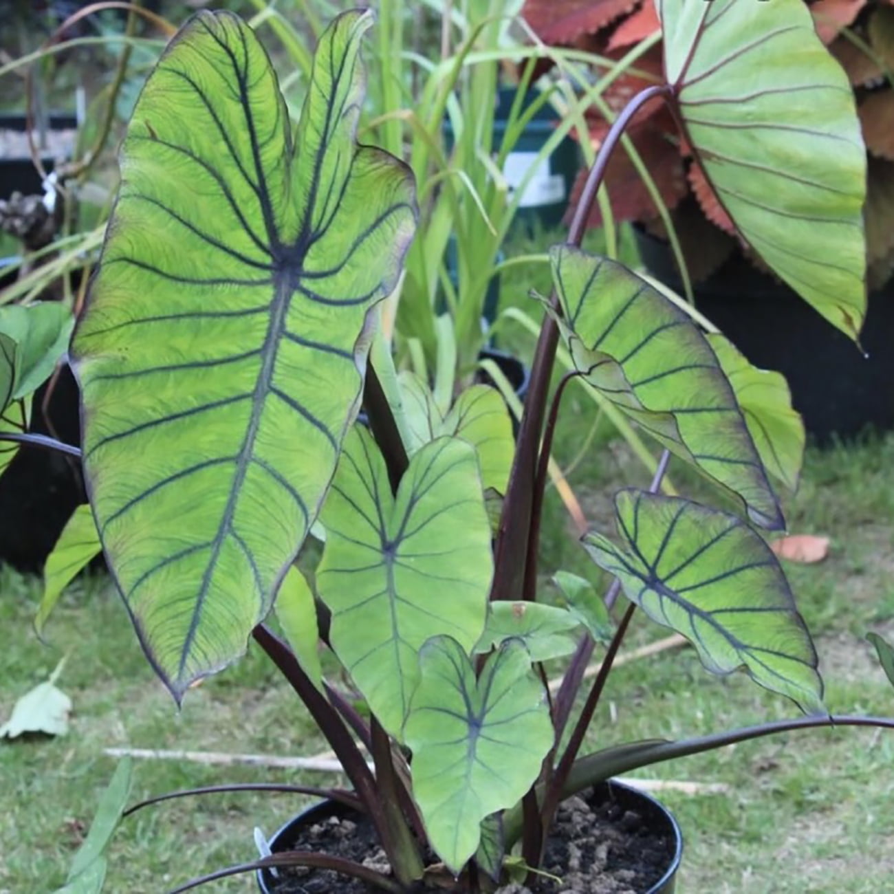 Van Zyverden Elephant Ears Royal Hawaiian® Blue Hawaii, 1 Bulb, Green, Partial Sun, Perennial, Deer Resistant, 1lb