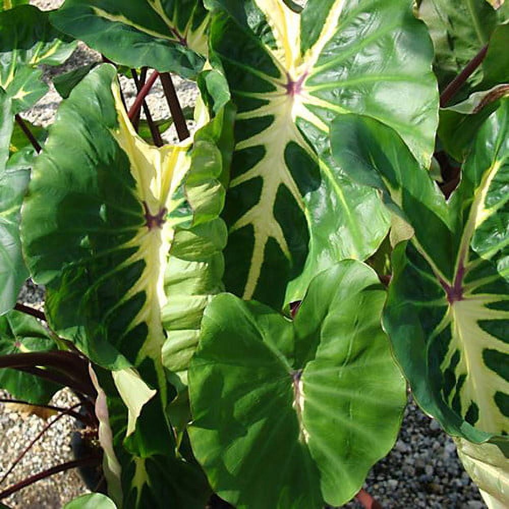 Van Zyverden Elephant Ears White Lava Set of 1 Bulb Green Partial Sun Perennial Easy to Grow 1 lb