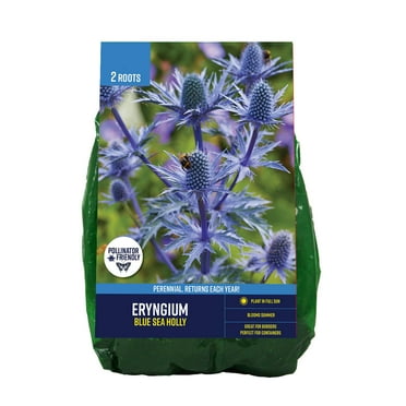 Van Zyverden Eryngium Blue Sea Holly (Set of 2 Dormant Bare Roots) Full Sun, Blue, Perennial
