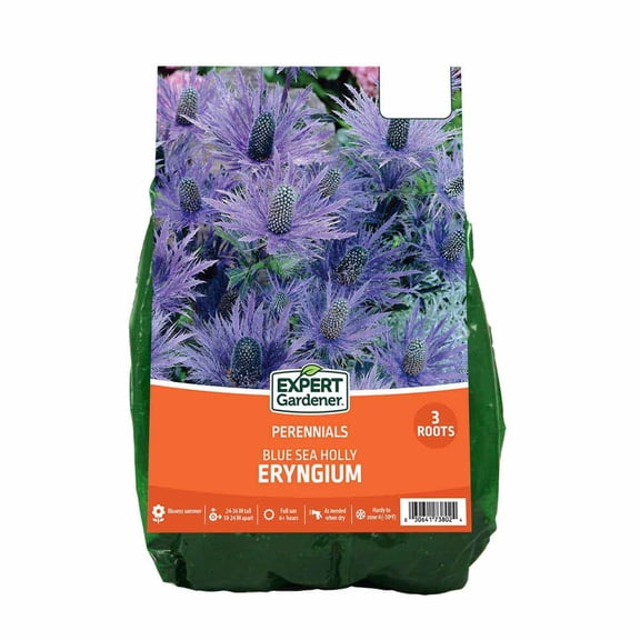 Expert Gardener Eryngium Blue Sea Holly Set of 3 Bare Roots for Full Sun Perennial Garden
