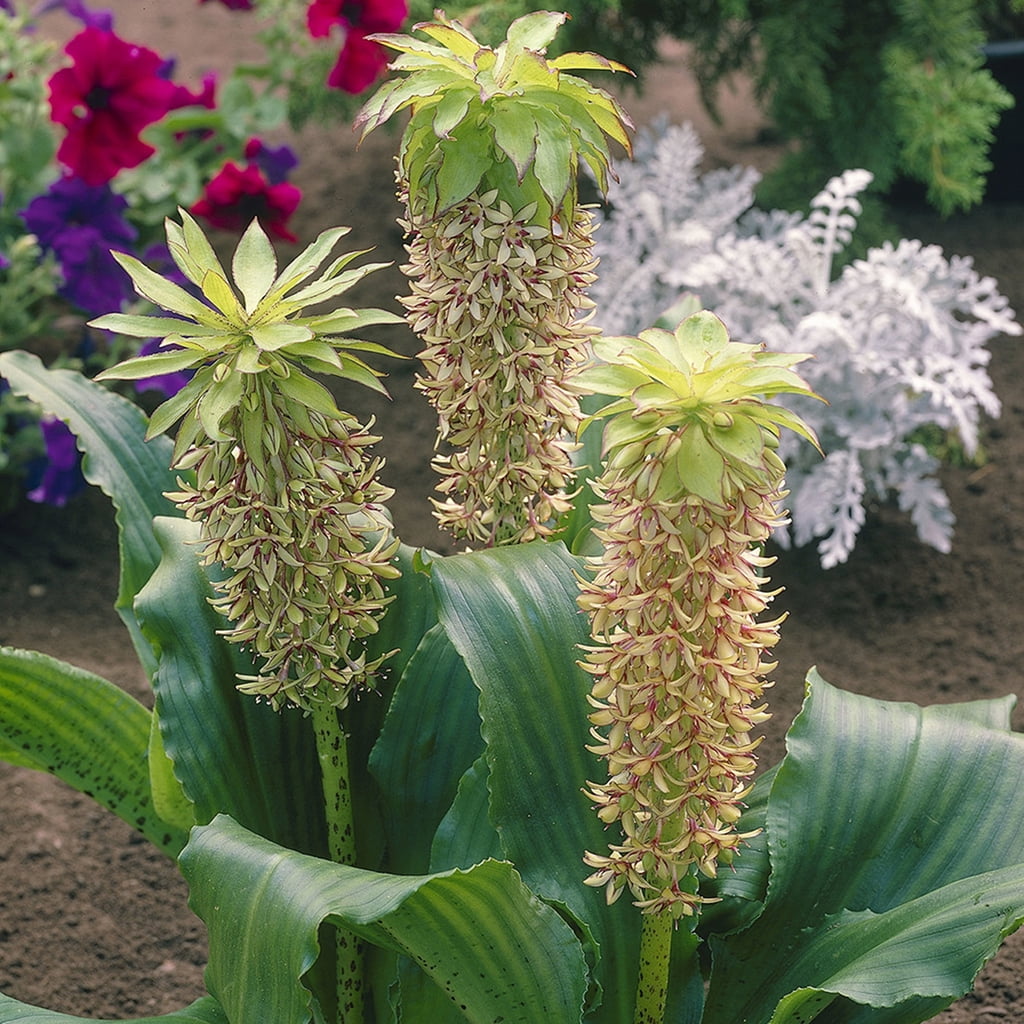 Van Zyverden Eucomis Bicolor Set of 5 Bulbs White Partial Sun Perennial Fragrant 1 lb