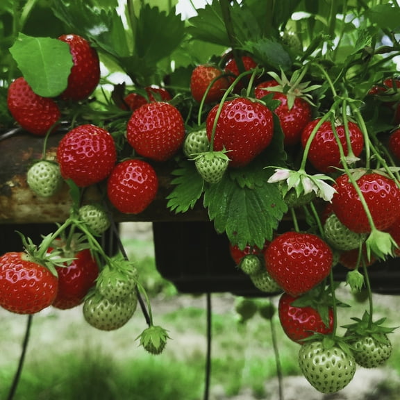 Van Zyverden Everbearing Strawberries Chandler Set of 20 Plant Roots White Full Sun