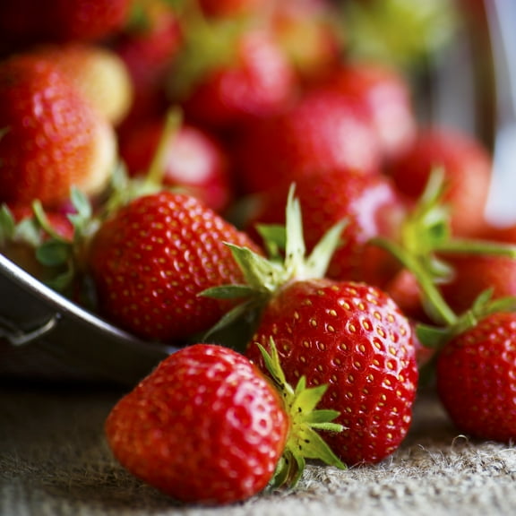 Van Zyverden Everbearing Strawberries Sequoia Set of 20 Plant Roots White Full Sun