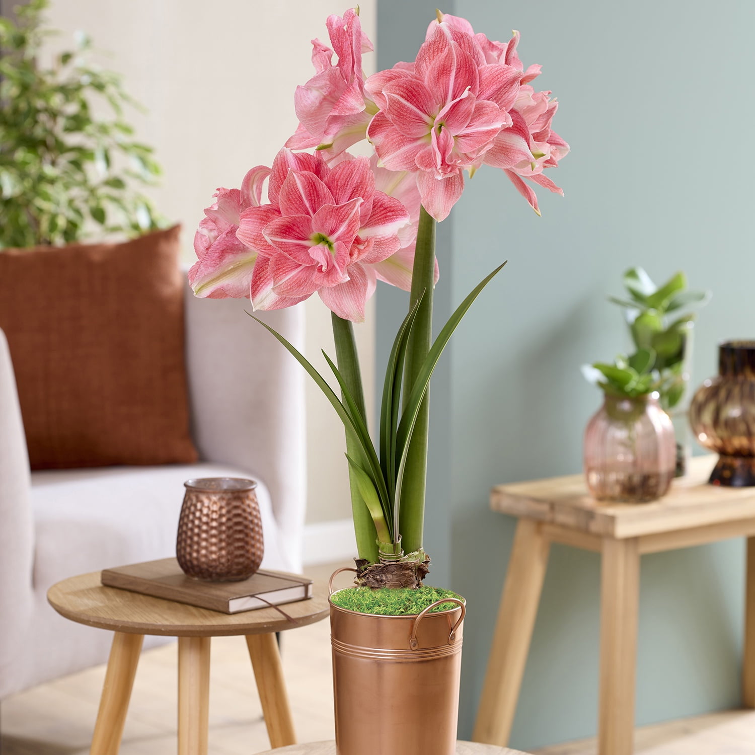 Van Zyverden Fast Track Amaryllis Kit Double Time with Artisan Decorative Planter 1 Bulb Red Partial Sun Perennial Easy to Grow 3 lbs