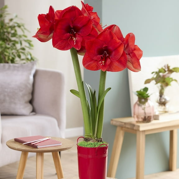 Van Zyverden Fast Track Amaryllis Kit Hypersonic with Artisan Decorative Planter 1 Bulb Red Partial Sun Perennial Easy to Grow 3 lbs