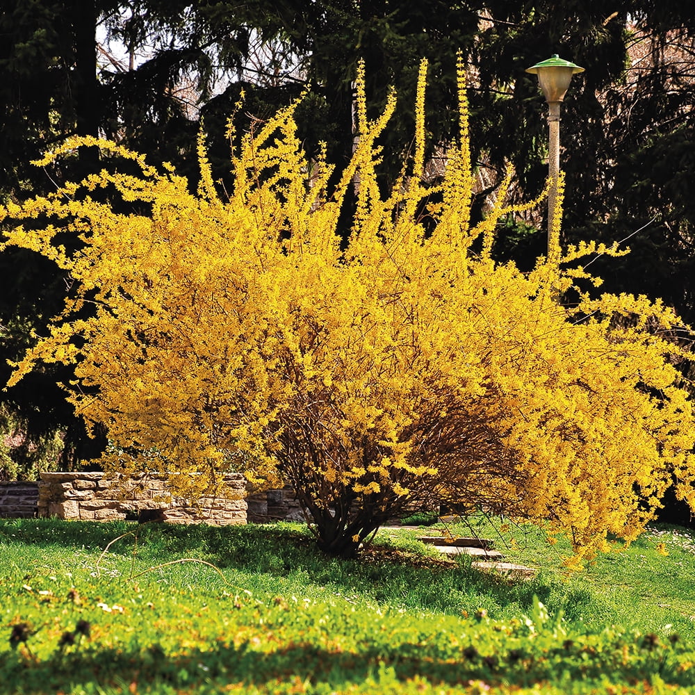 Lynwood Gold Forsythia Yellow Perennial Shrub