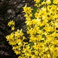thumbnail image 1 of Van Zyverden Forsythia Magical Gold 4" Potted Rocketliners 1 Plant Yellow Full Sun Easy to Grow 2lb, 1 of 9