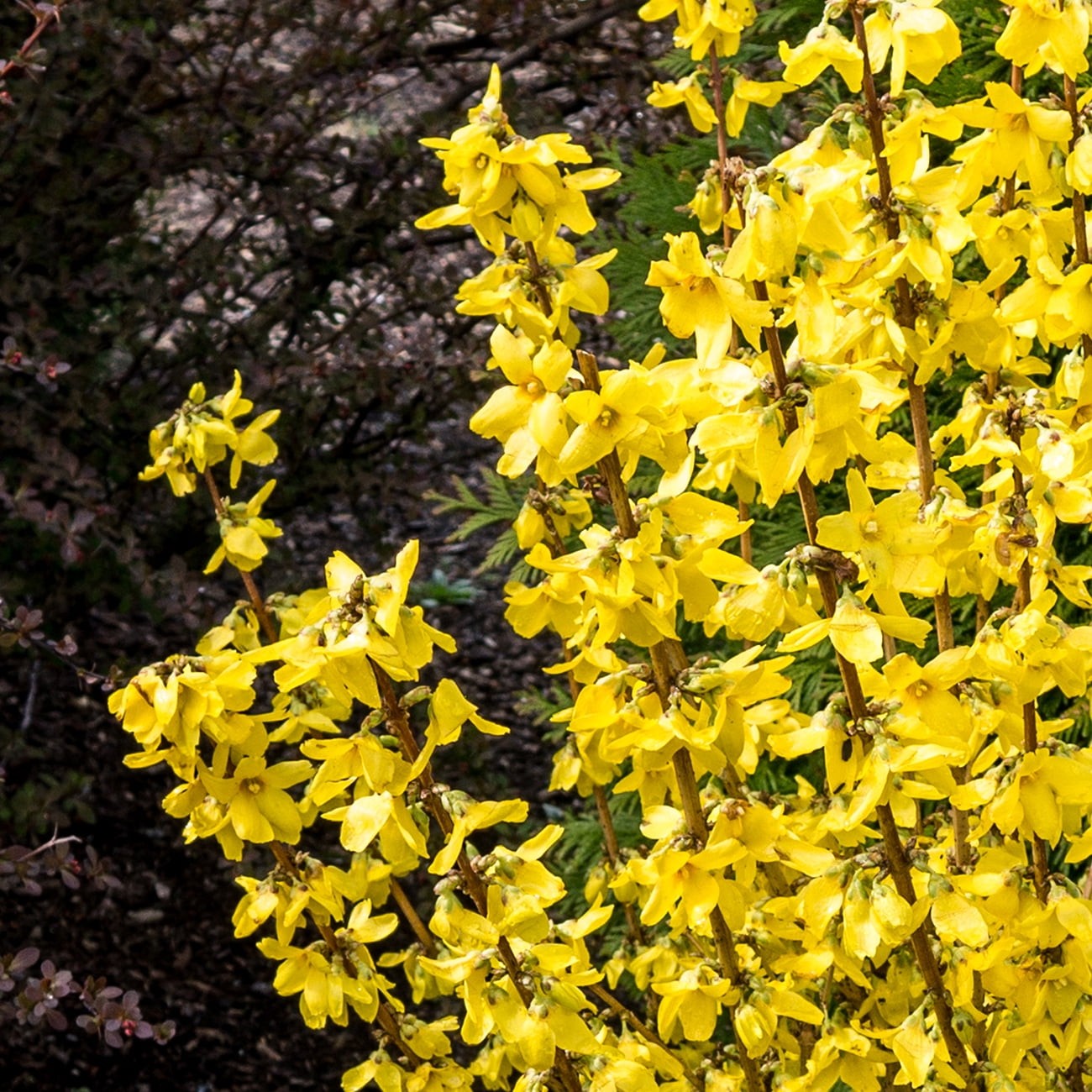 Van Zyverden Forsythia Magical® Gold 4" Potted Rocketliners® Set of 3 Plants Yellow Full Sun Deer Resistant 3 lb