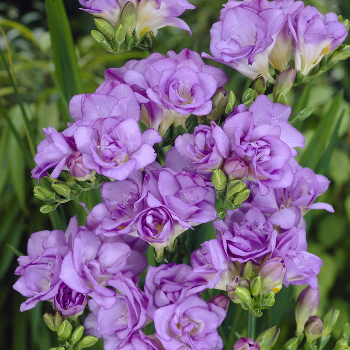 Van Zyverden Freesias Double Blooming Lavender Set of 25 Bulbs Purple Part Sun