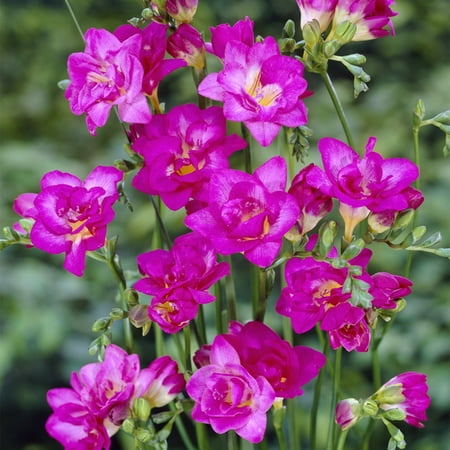 Van Zyverden Freesias Double Blooming Pink Set of 25 Bulbs Pink Partial Sun