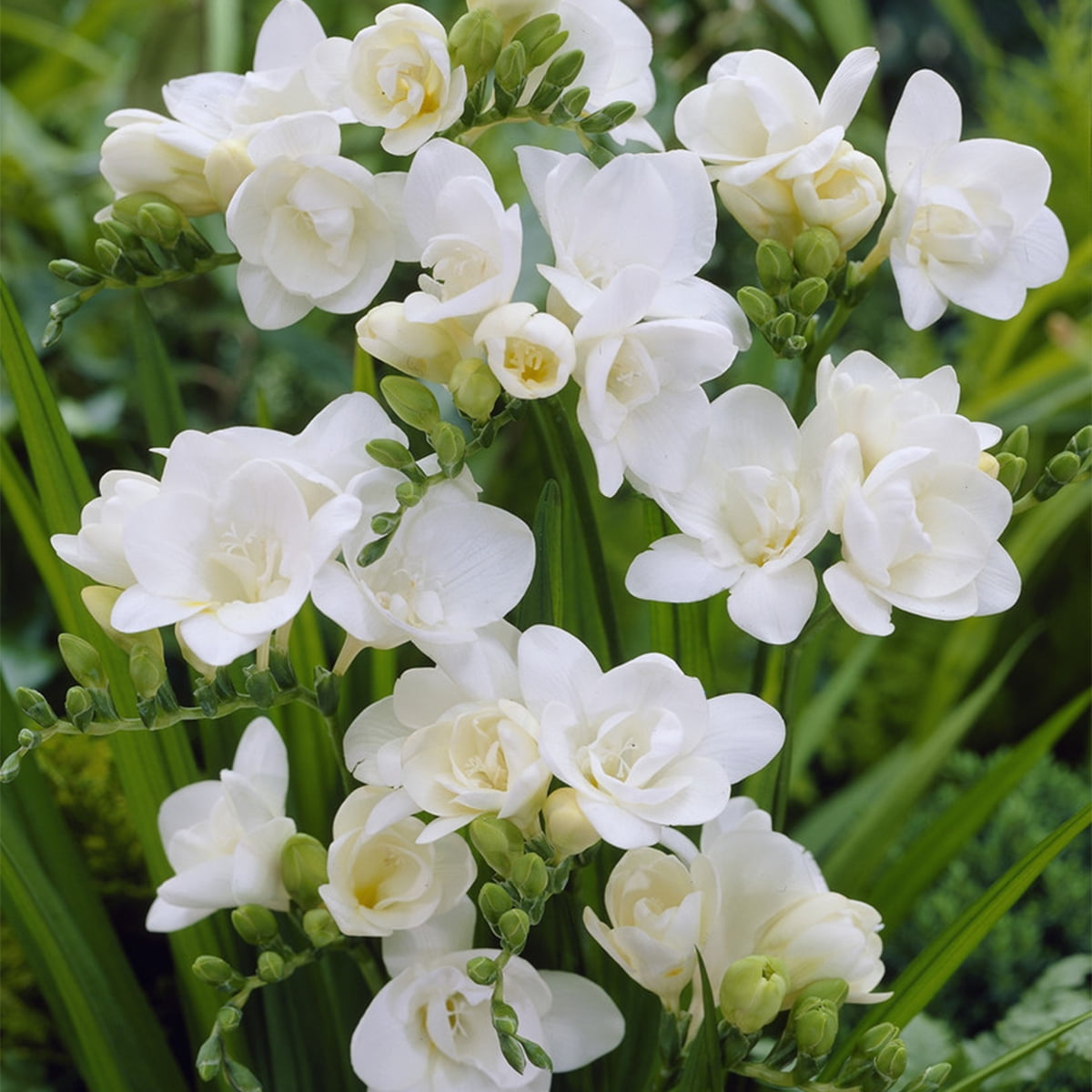 Van Zyverden Freesias Double Blooming White Set of 25 Bulbs White Part Sun Easy to Grow 1 lb