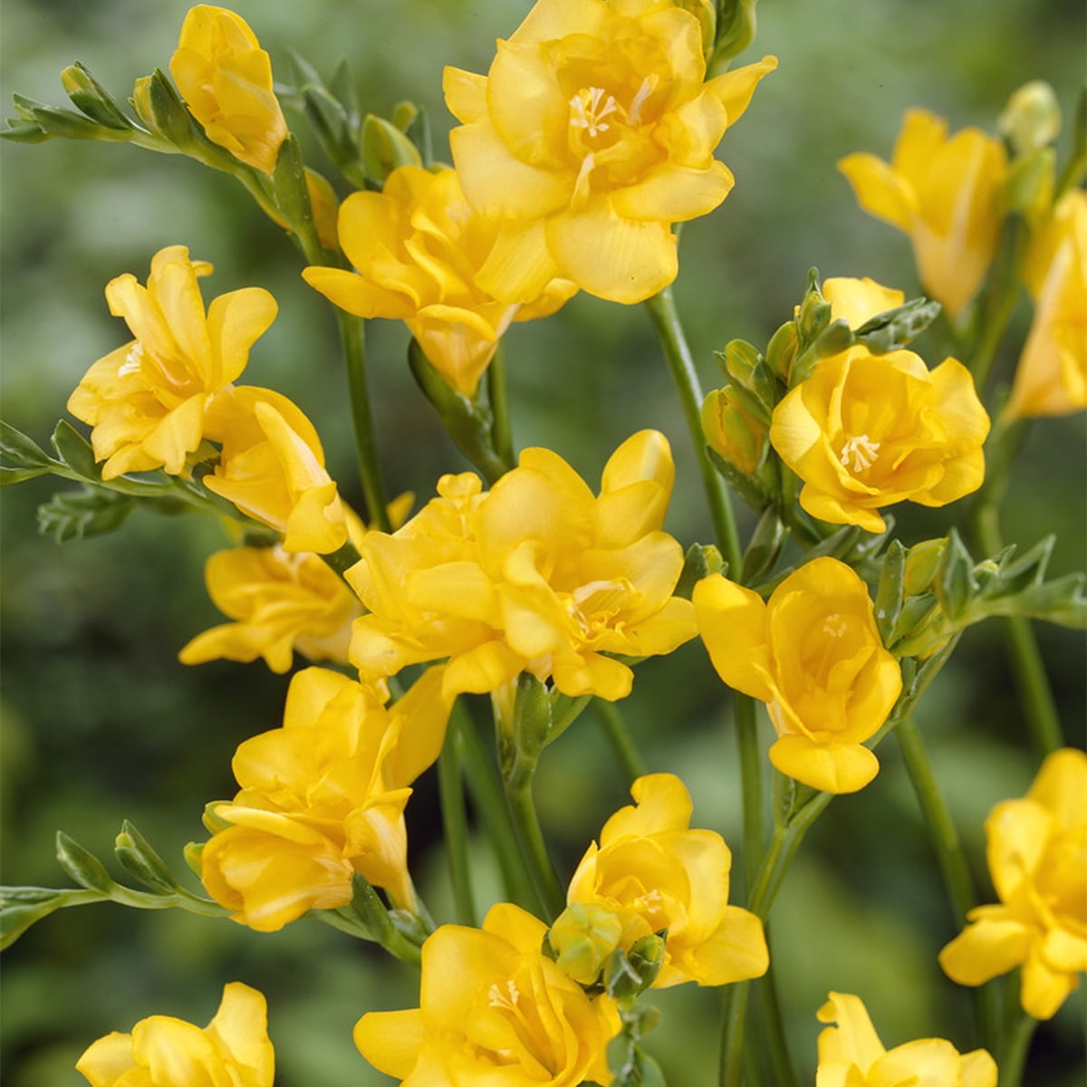 Van Zyverden Freesias Double Blooming Yellow Set of 25 Bulbs Yellow Partial Sun