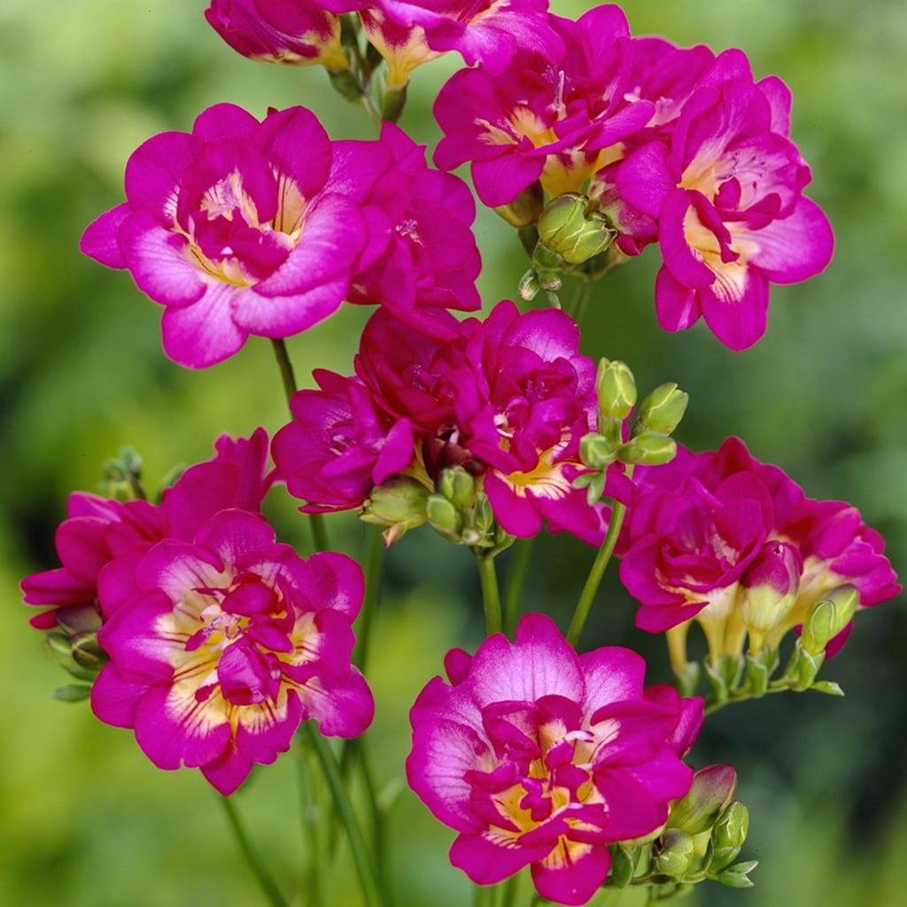 Van Zyverden Freesias Purple Rain Set of 25 Bulbs Purple Partial Sun Easy to Grow 1 lb