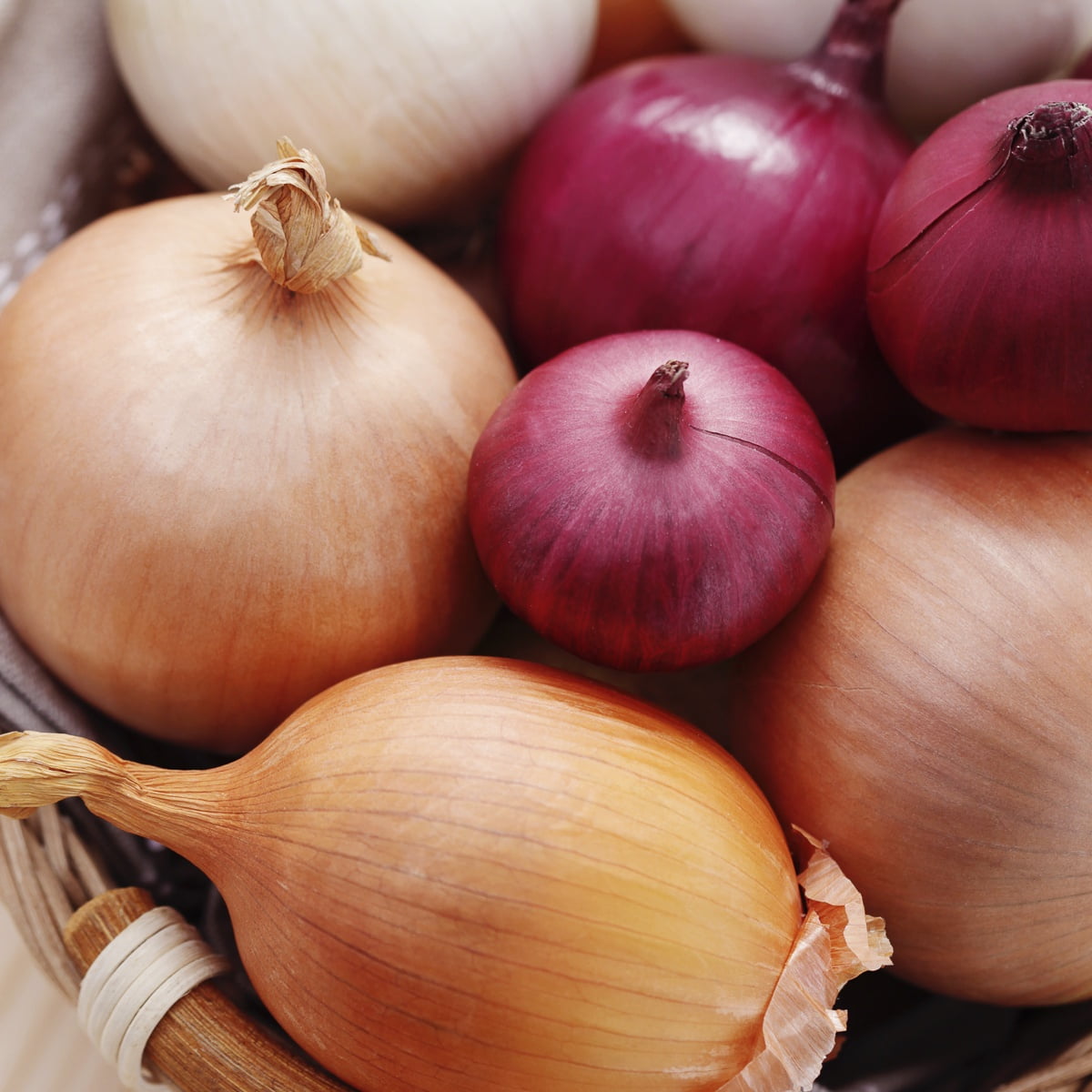 Van Zyverden Fresh Crop Onion Blend Set of 250 Bulbs White Full Sun