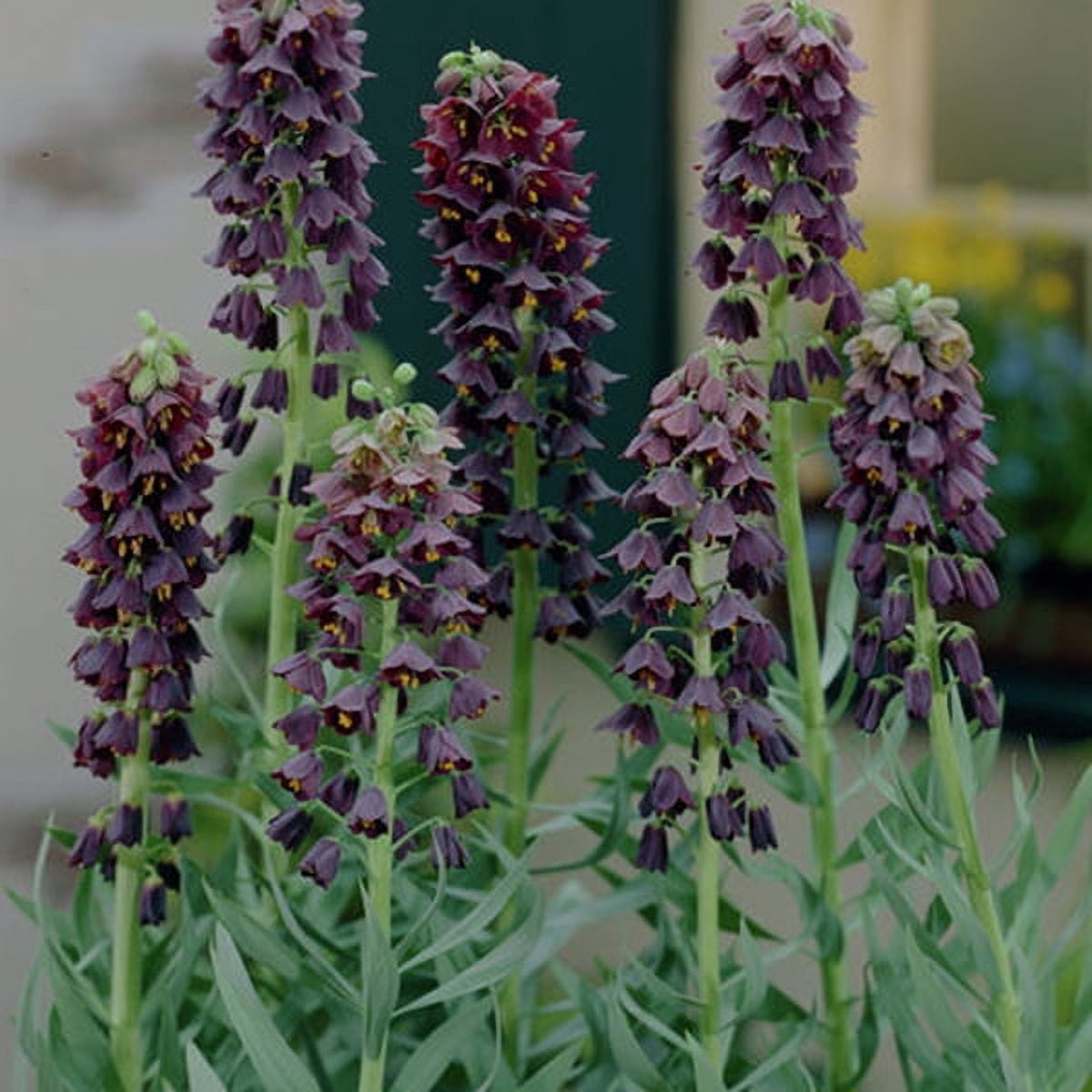 Van Zyverden Fritillaria Persica Set of 3 Bulbs Black Part Sun