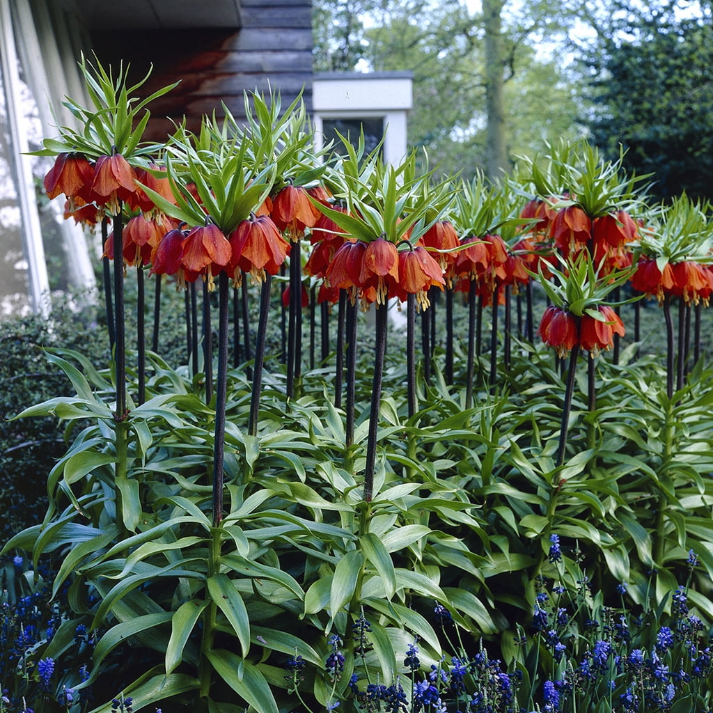 Van Zyverden Fritillaria Rubra Set of 3 Bulbs Orange Part Sun
